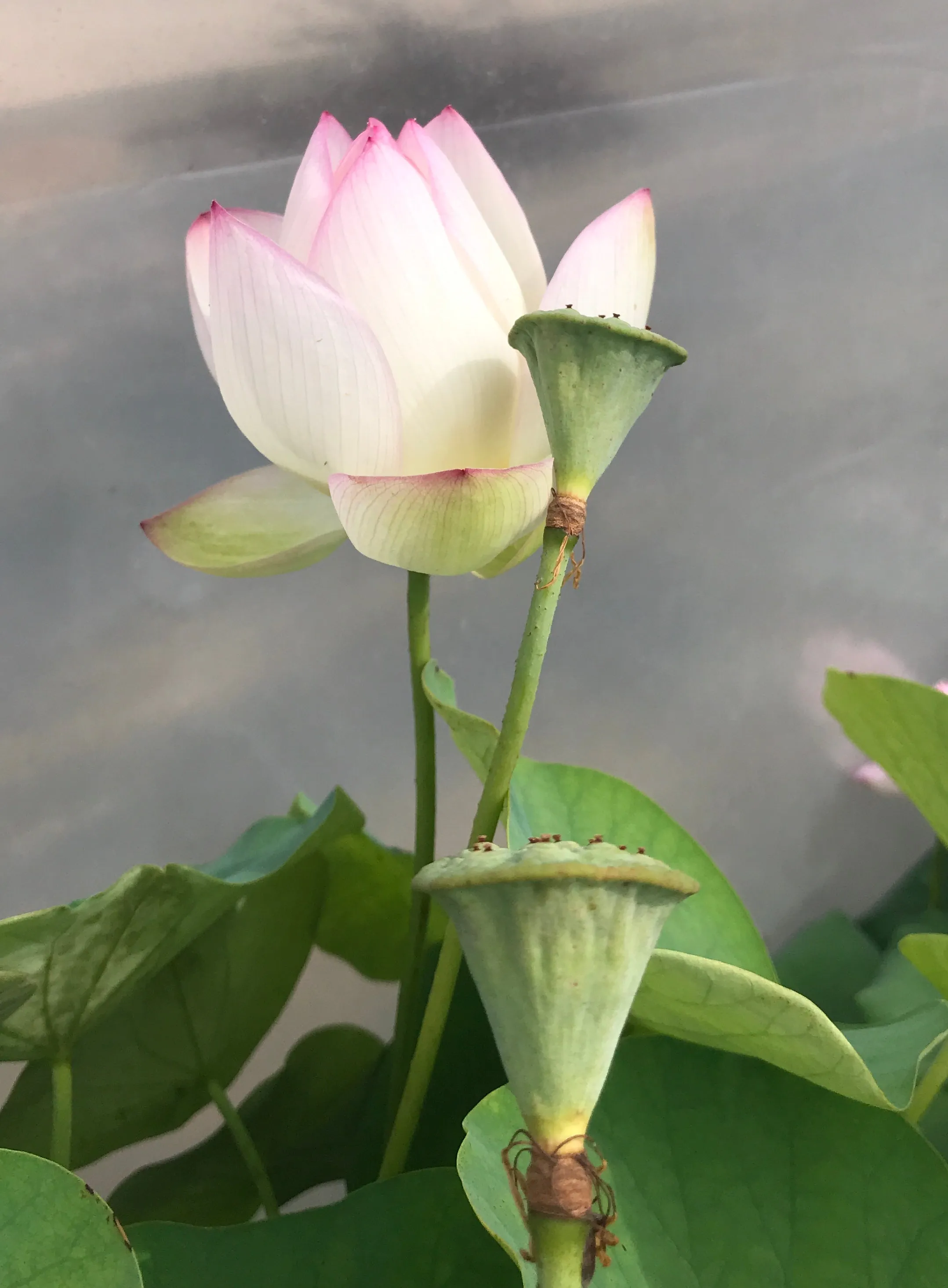 American Three Color Lotus <br> Medium / Heavy Bloomer!