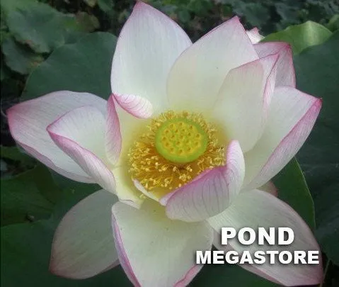 American Three Color Lotus <br> Medium / Heavy Bloomer!