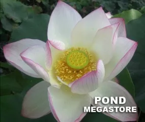 American Three Color Lotus <br> Medium / Heavy Bloomer!