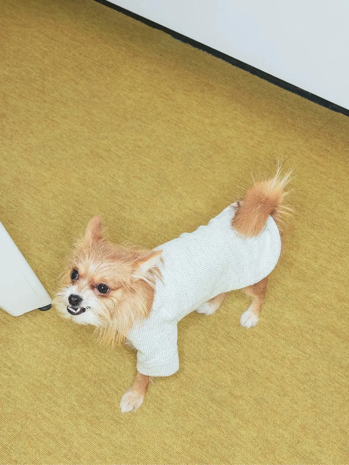 Jacquard Woven Cotton 2-Leg Dog Pullover