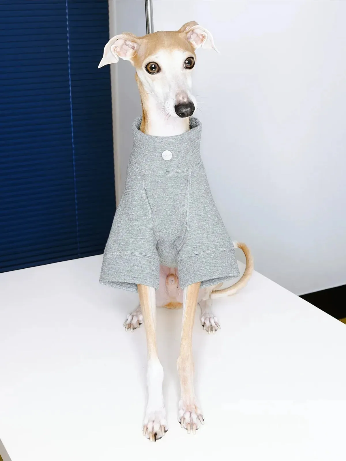 Jacquard Woven Cotton 2-Leg Dog Pullover