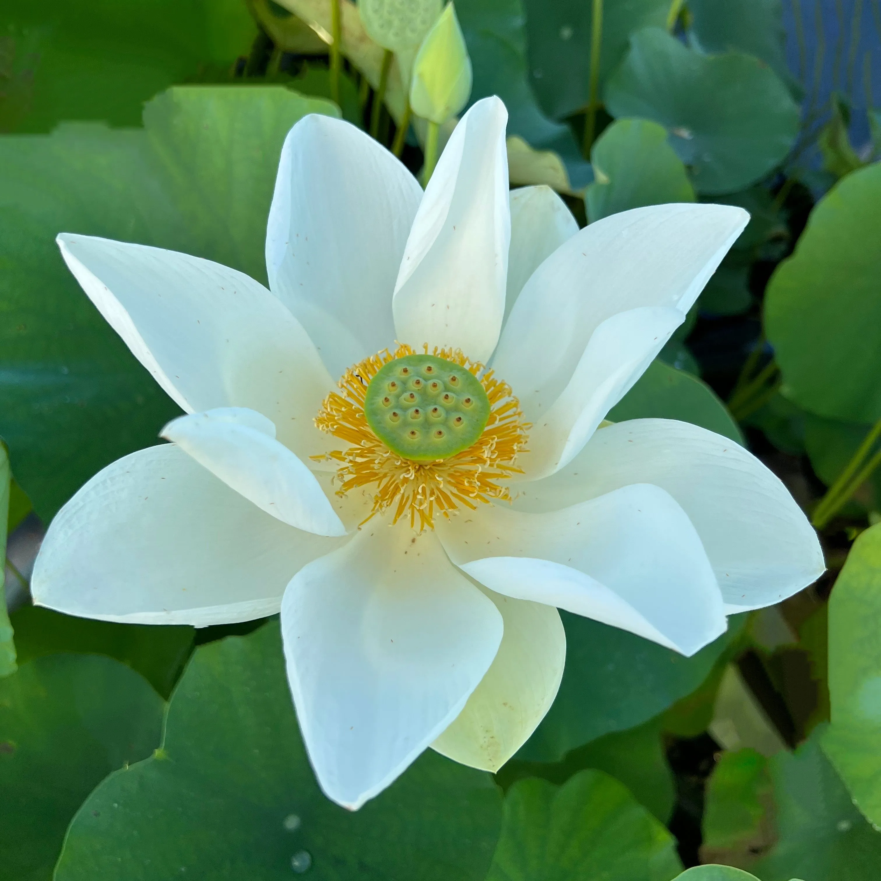 Ken's Dream Lotus  <br>Tall / A Resplendent Lotus!