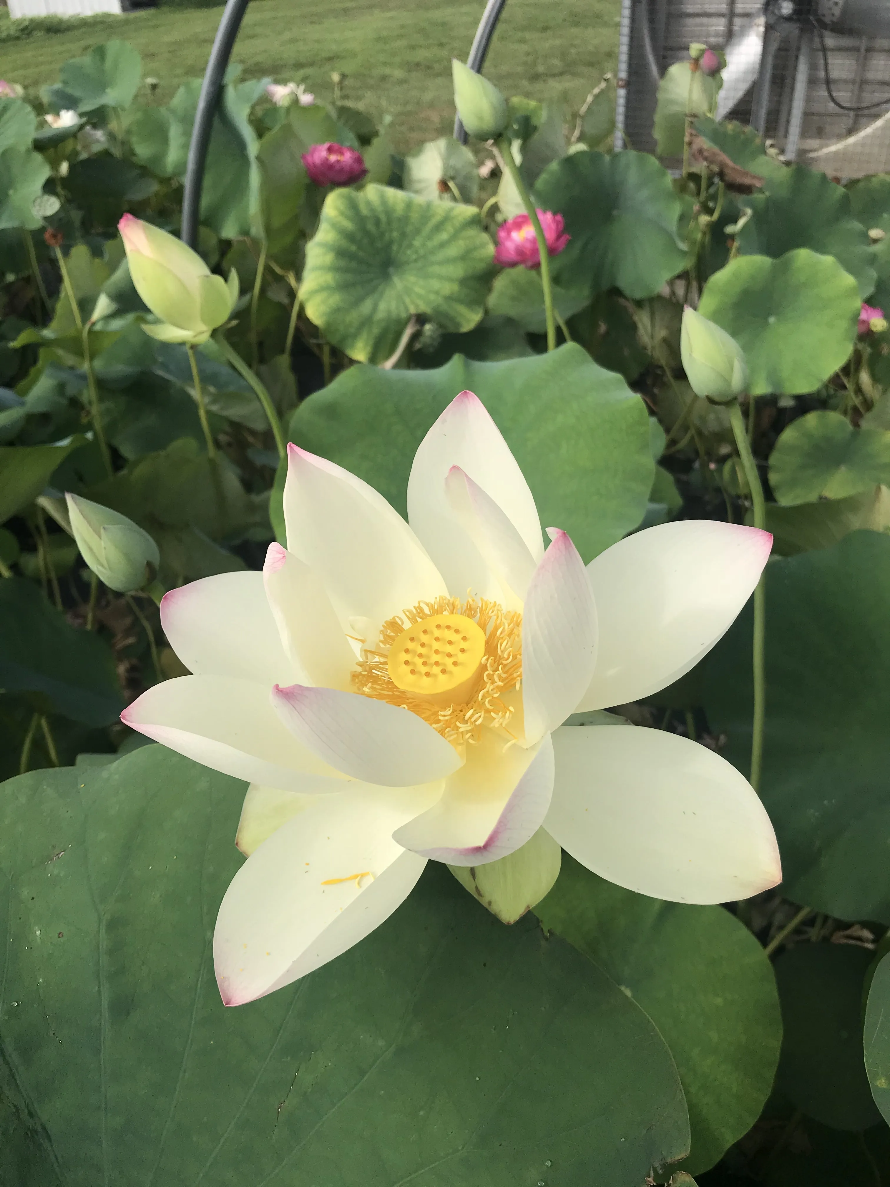 Ken's Dream Lotus  <br>Tall / A Resplendent Lotus!