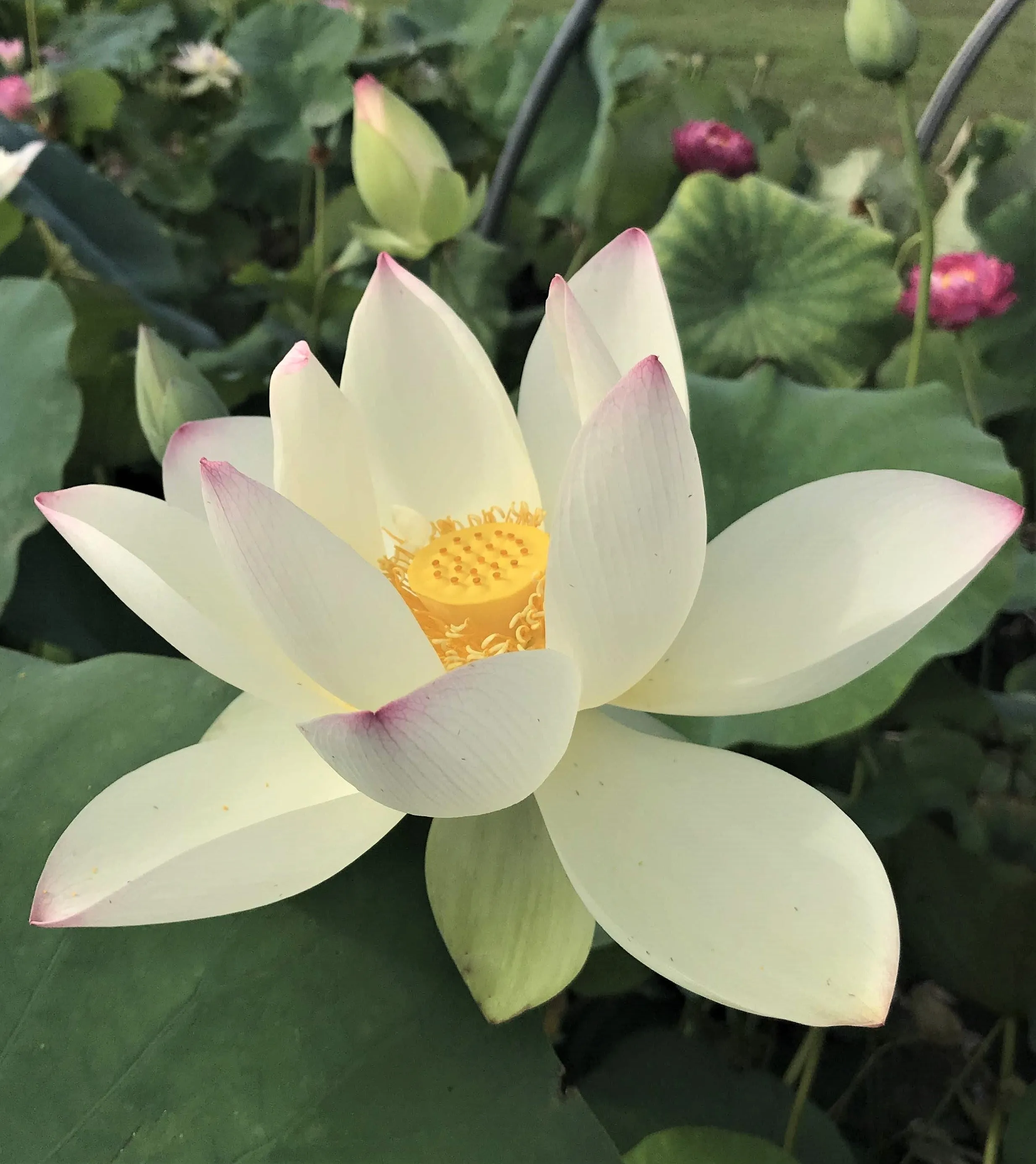 Ken's Dream Lotus  <br>Tall / A Resplendent Lotus!