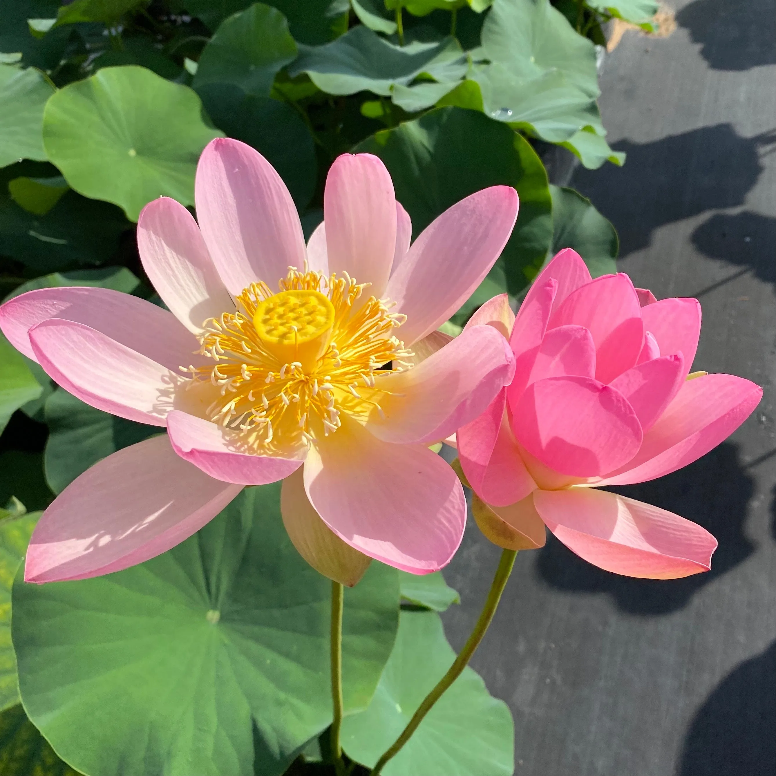 Sino American Excellence Lotus