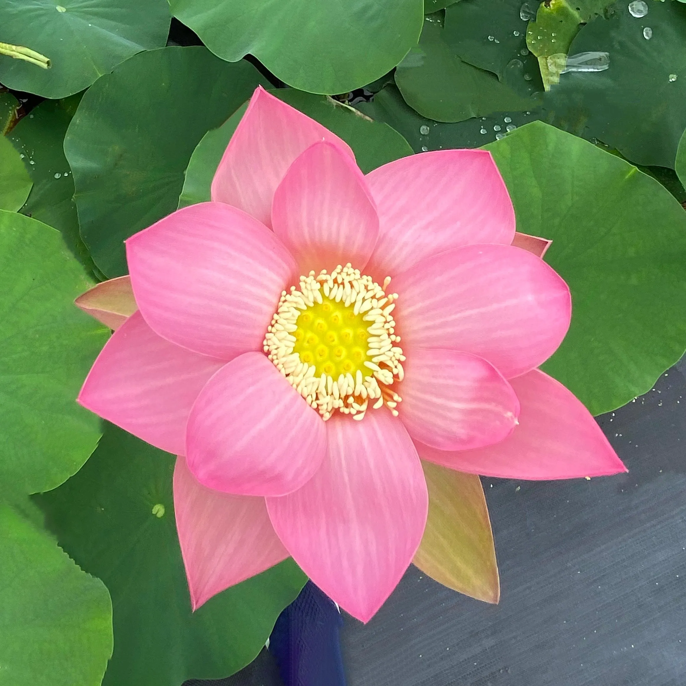Sino American Excellence Lotus