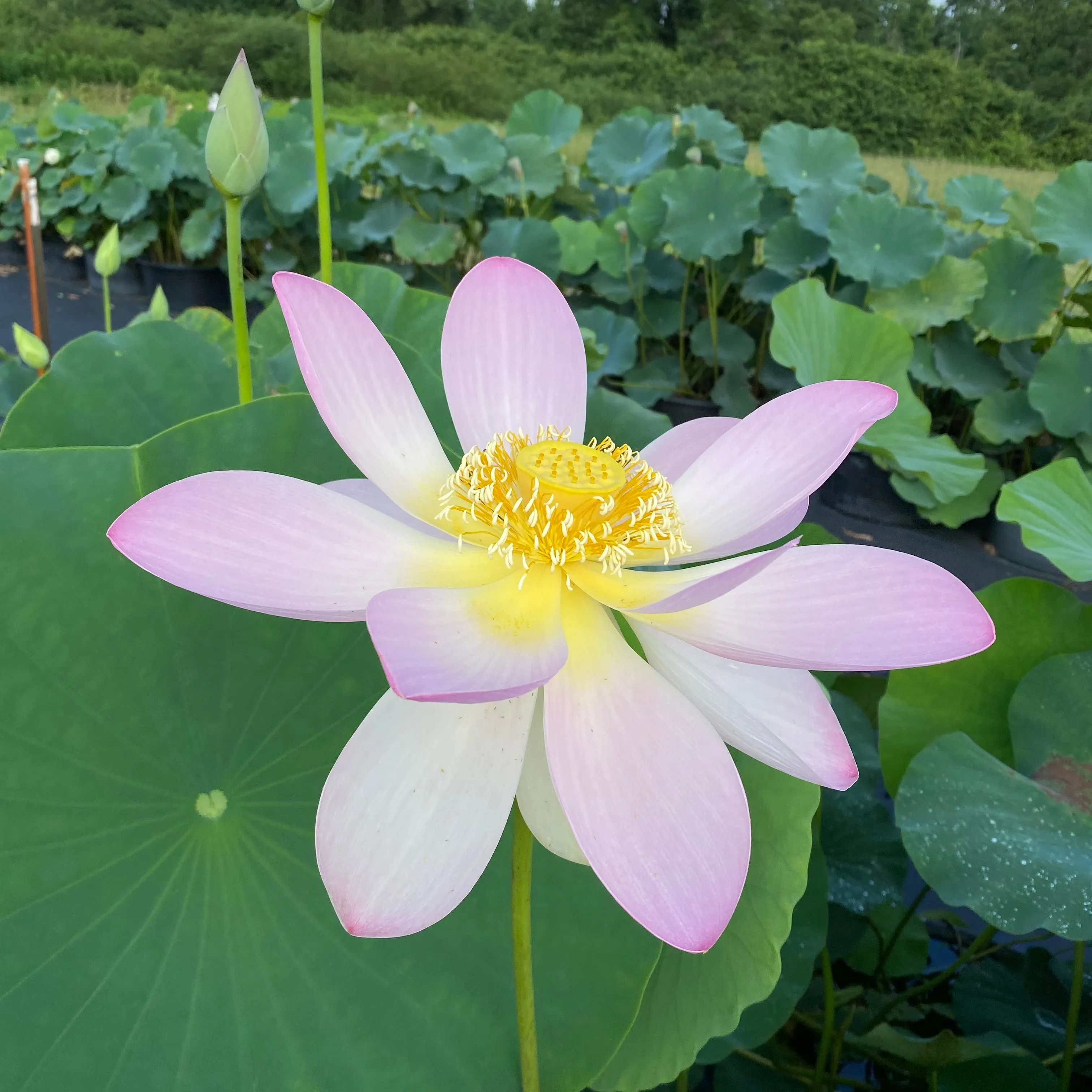 Sino American Excellence Lotus
