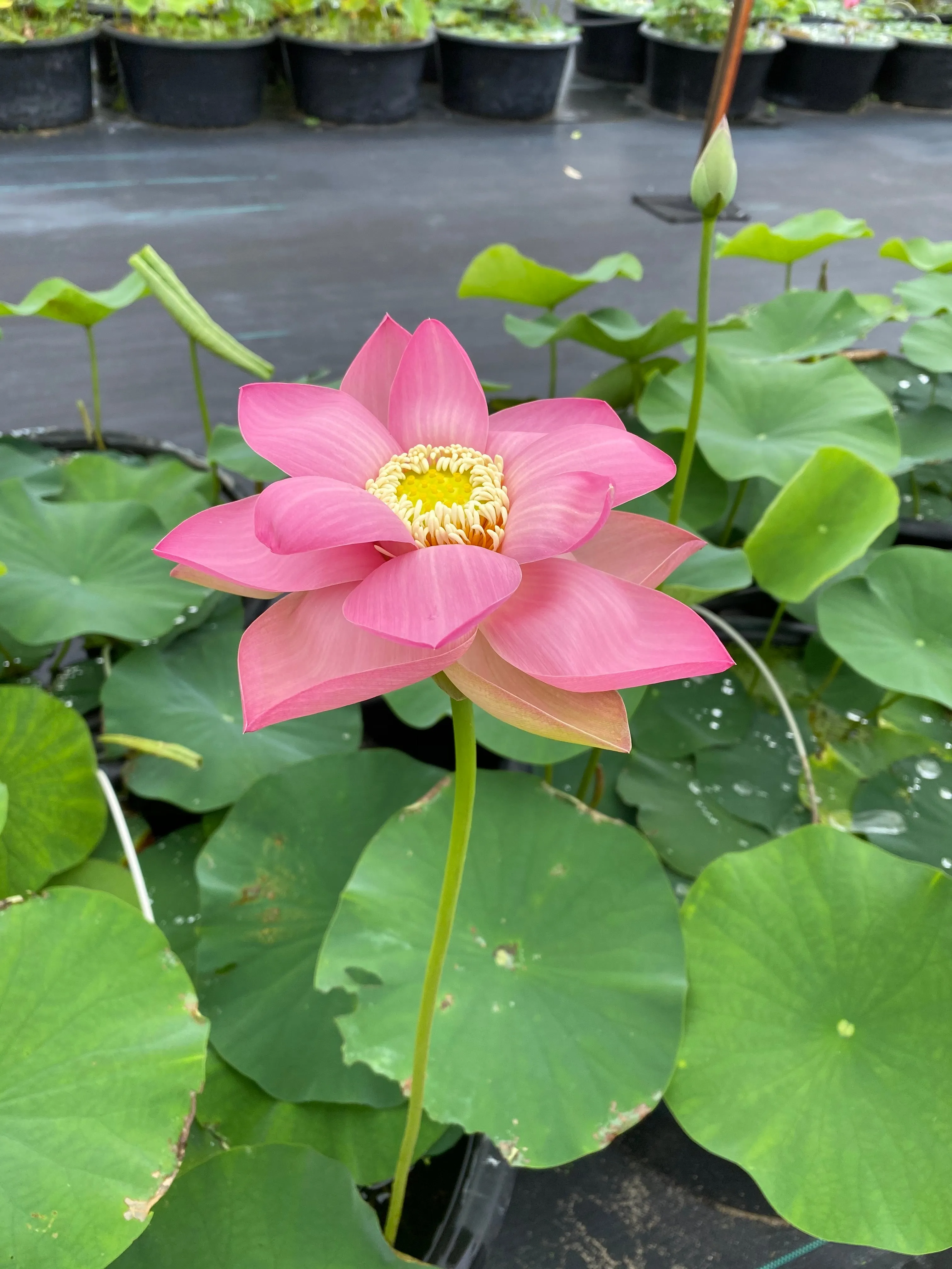 Sino American Excellence Lotus