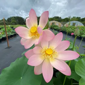 Sino American Excellence Lotus
